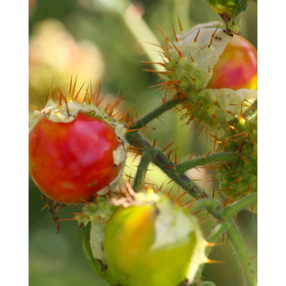Litschi-Tomate / StarBenas® - 3 Pflanzen