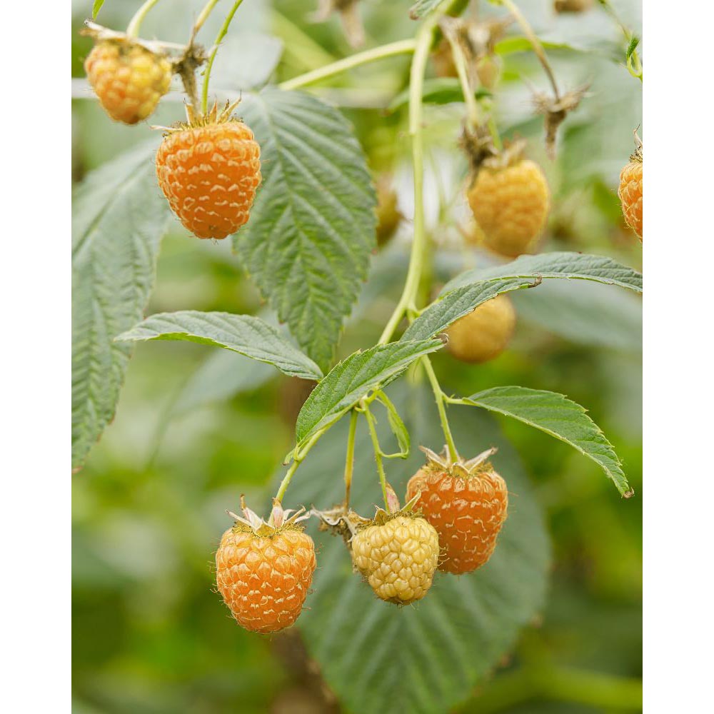 Gelbe Himbeere / Summer Lovers® Garden Golden - 1 Pflanze im Topf