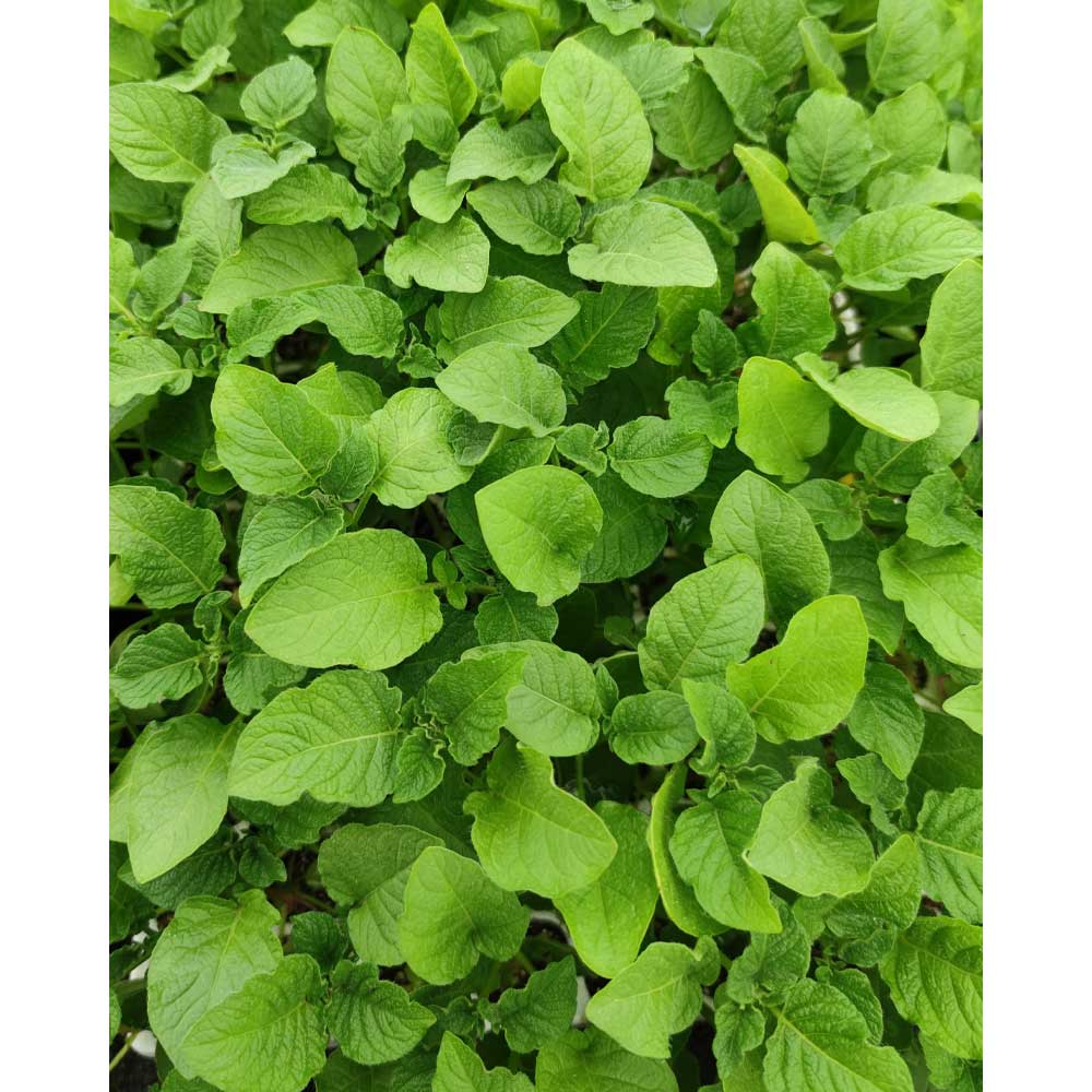 Kartoffel-Pflanze / Adessa® F1 - 3 Pflanzen im Wurzelballen