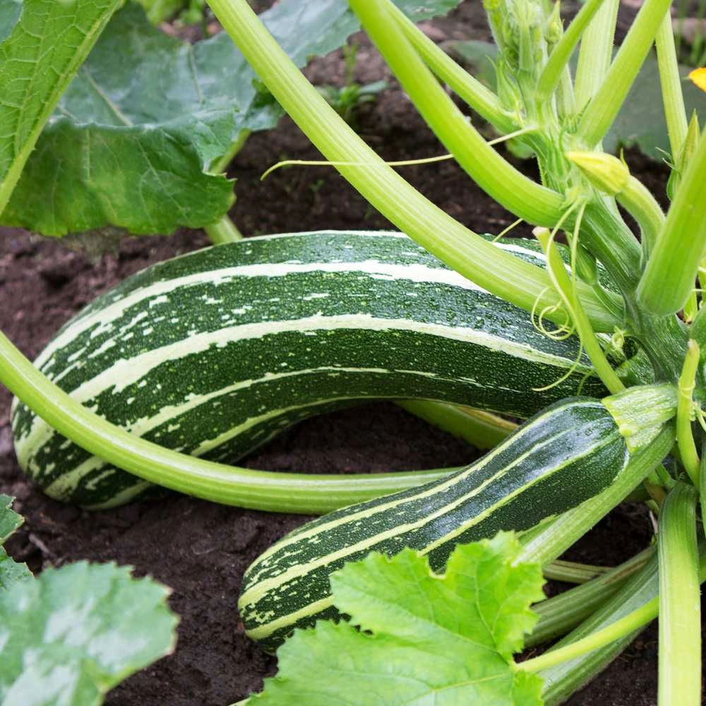 Zucchini / Coucourzelle - 10 seeds