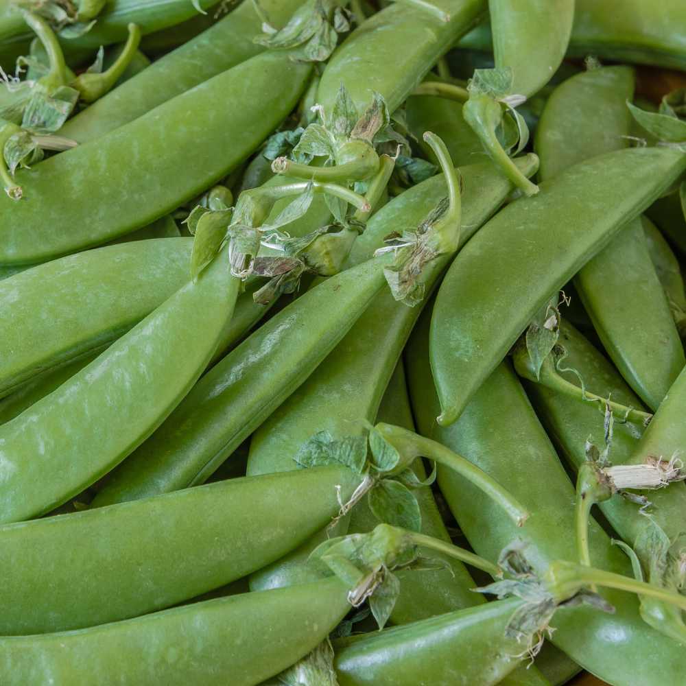 Zuckererbse 'Frühe Heinrich' (Pisum sativum) Samen Zuckererbse 'Frühe Heinrich' (Pisum sativum) Samen