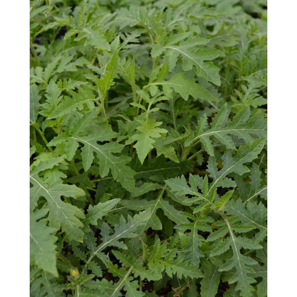 Pomidor Lychee / StarBenas® - 3 rośliny
