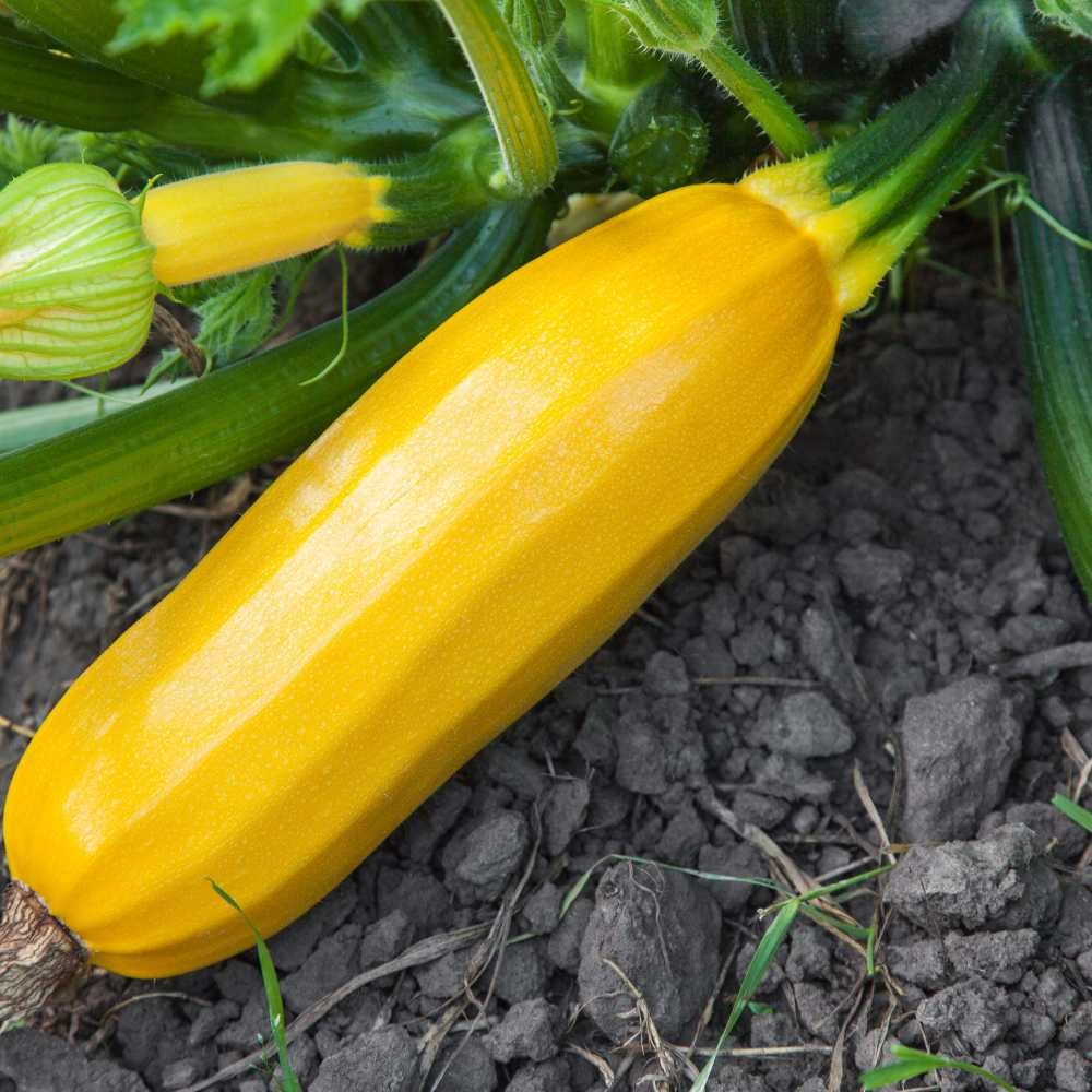 Zucchine / giallo - 1 pianta in zolla XXL