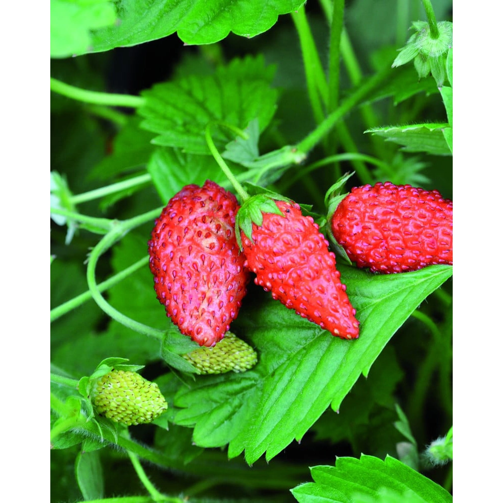 Wild Strawberry / Tubby® Red - Fragaria vesca - Rosaceae