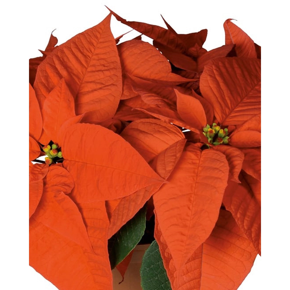 Weihnachtsstern / orange - 3 Pflanzen im Wurzelballen
