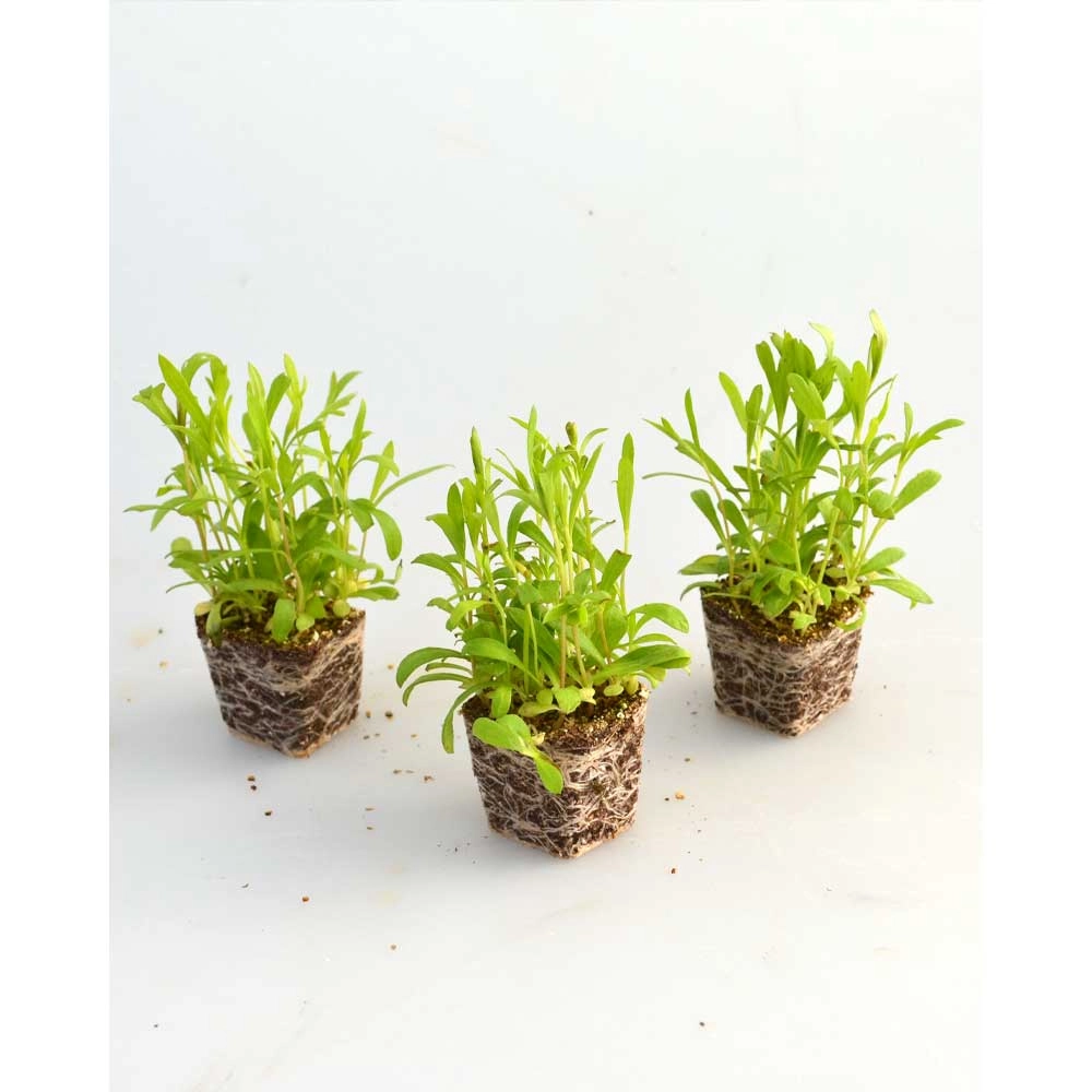 Russian tarragon - Samira® - 3 plants in root ball