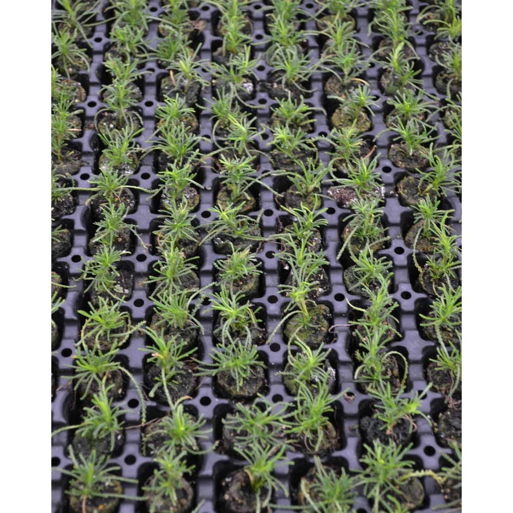 Olive herb / Olivia - Santolina viridis - 3 plants in root ball
