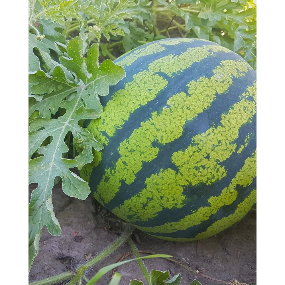Watermeloen / Zoet - 1 XXL kluit