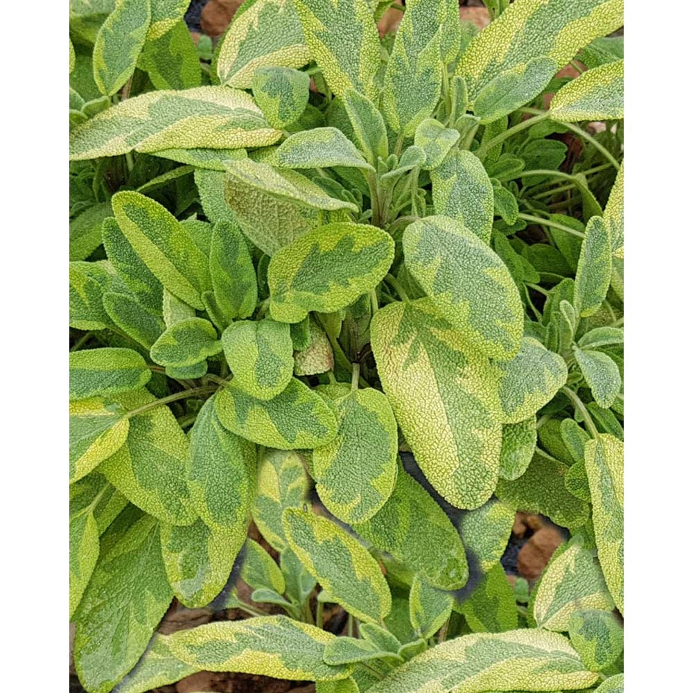 Salvia / Foglia d'oro - Salvia officinalis - 3 piante in zolla