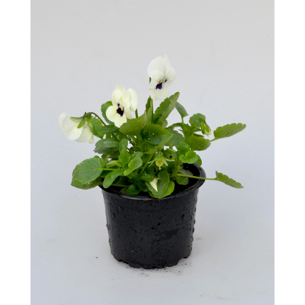 Stiefmütterchen - Weiss / Viola - 1 Pflanze im Topf