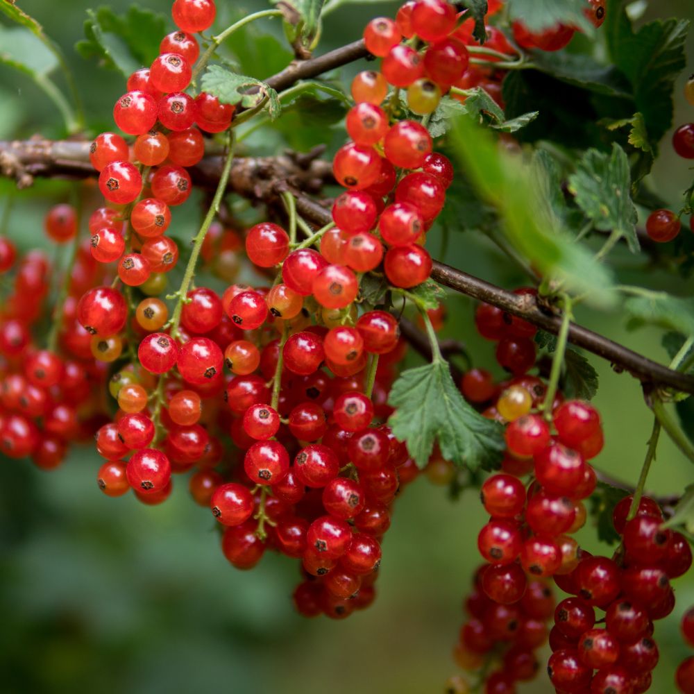 Rote Johannisbeere / Summer Pearls® Red - 1 Pflanze im XXL Wurzelballen