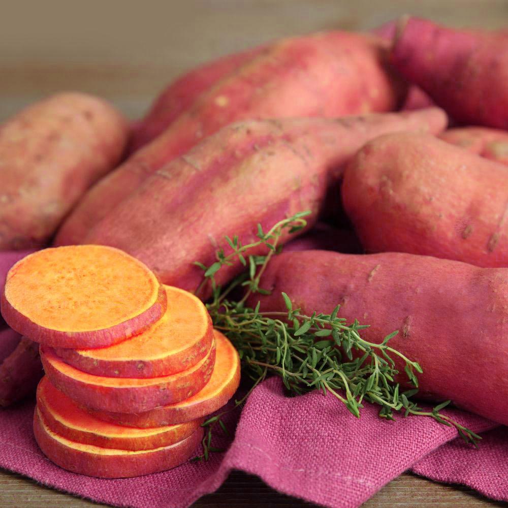 Sweet potato / Erato® Vineland Early Orange - 3 plants in a root ball