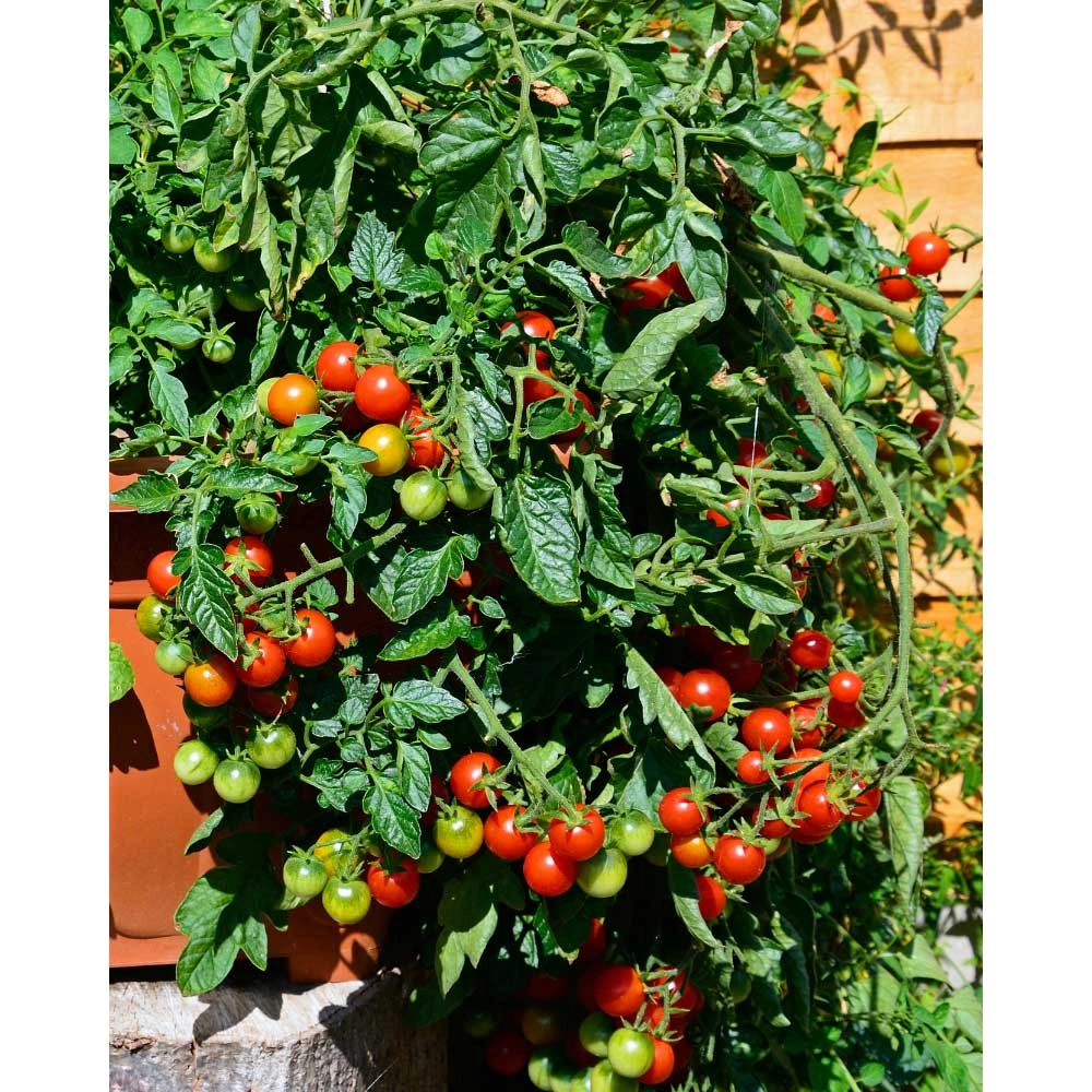 Hanging tomato / Brasil® Red F1 - 3 plants in root ball