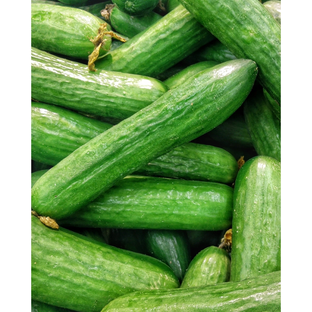 Snack cucumber / REFINED - 1 XXL root ball