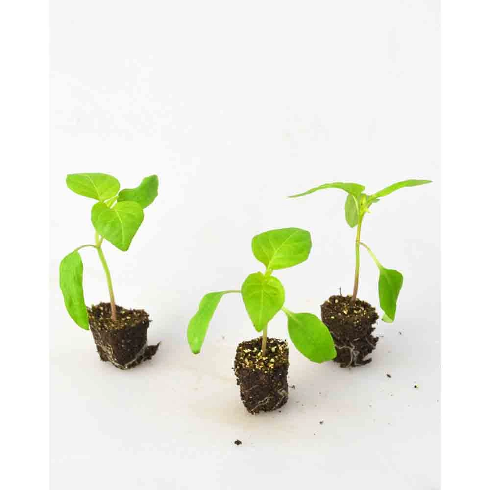 Papryka / Raindrops - 3 rośliny w bryle korzeniowej