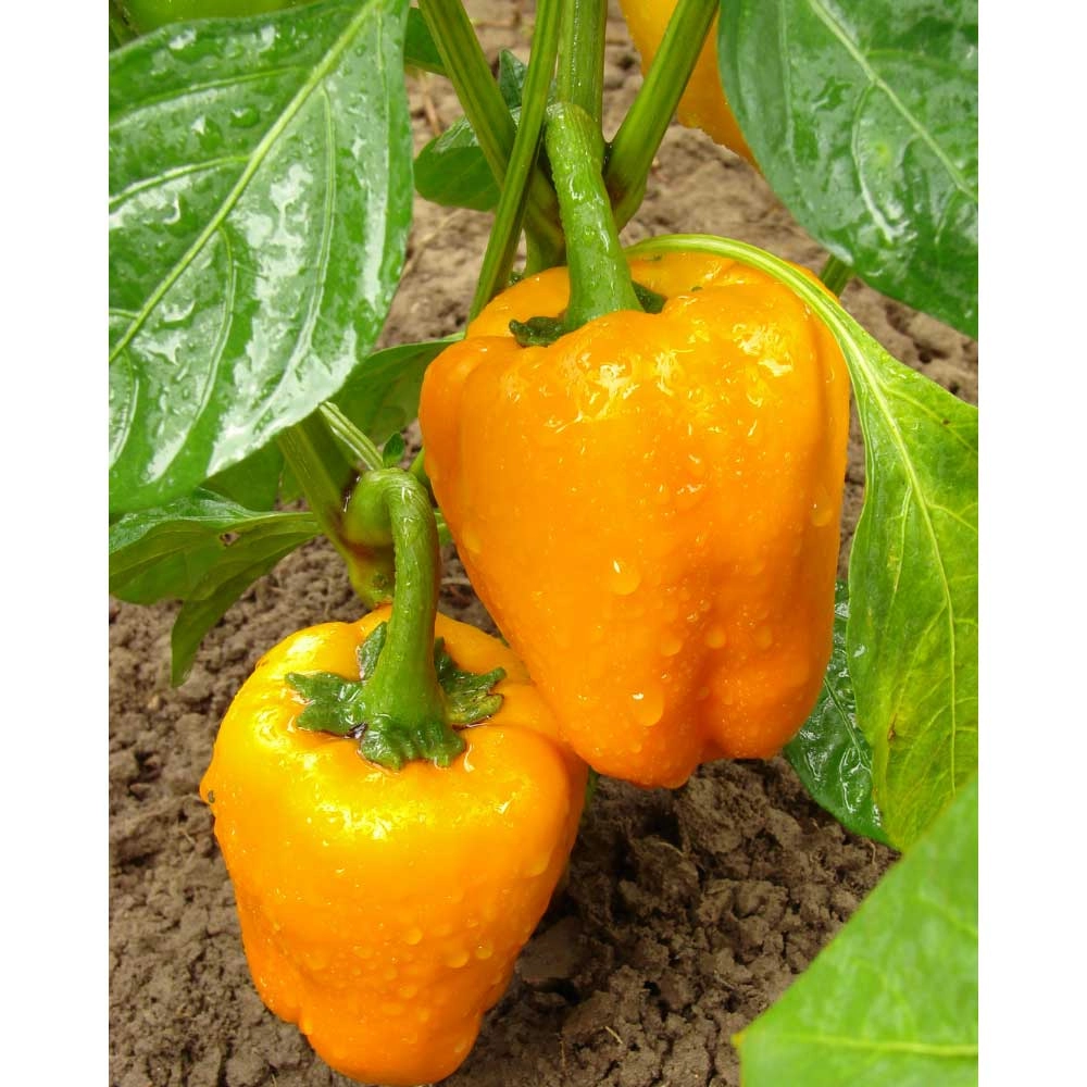 Blockpaprika / Beluga® Orange F1 - 3 Pflanzen im Wurzelballen