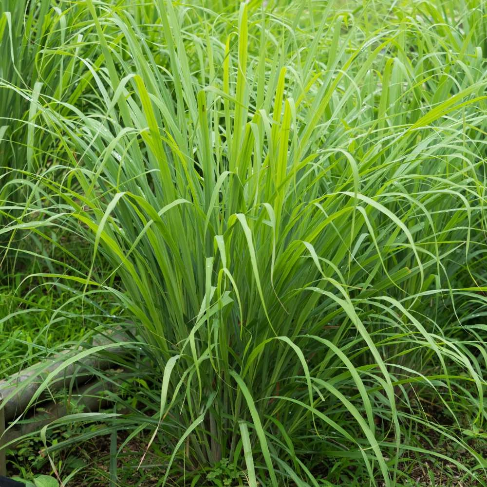 Lemon Grass / Indiano orientale - 30 semi