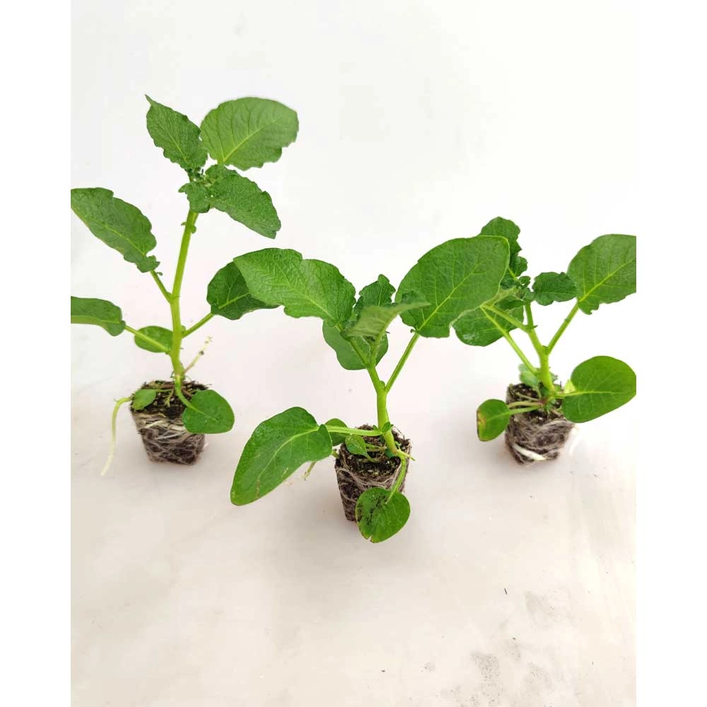 Plante de pomme de terre / Adessa® F1 - 3 plantes en motte