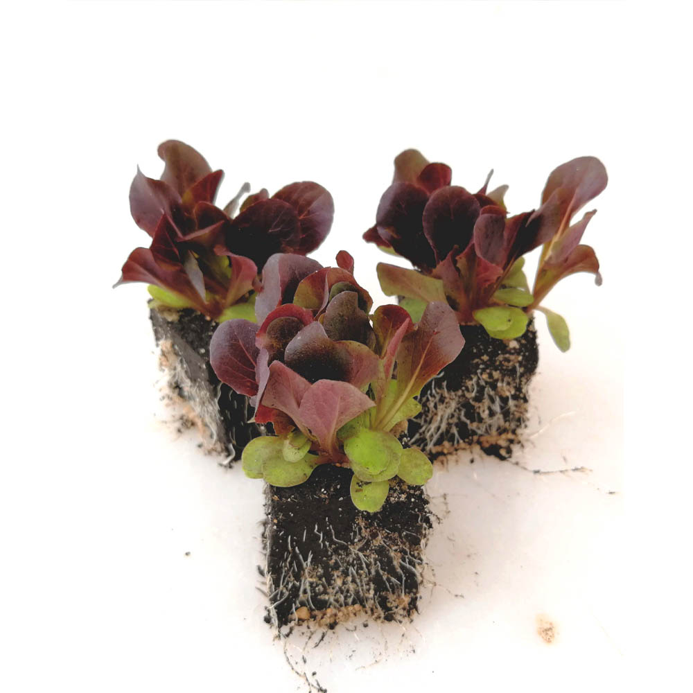 Feldsalat rot - Valerianella locusta - verschiedene Mengen