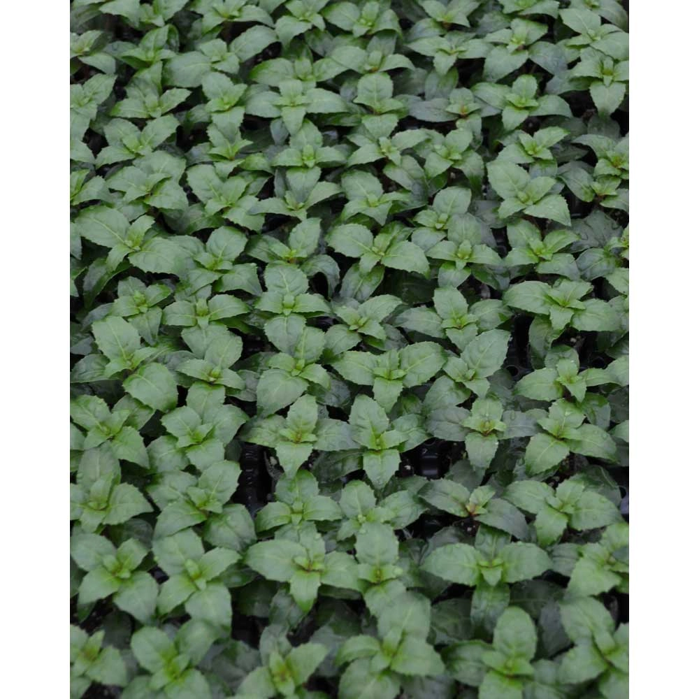 Fuchsie / Snowcap - Fuchsia cultivars - 3 Pflanzen im Wurzelballen