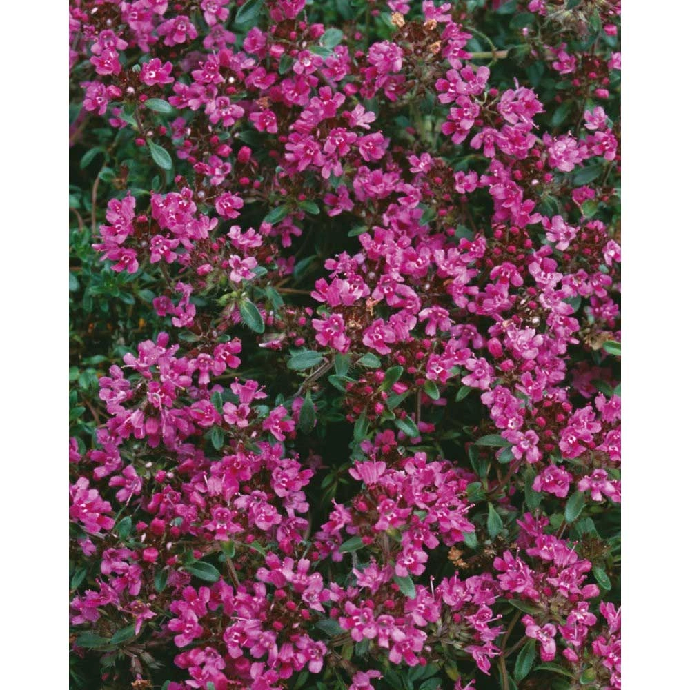 Tymianek polny / Czerwony pnący - Thymus praecox - 3 rośliny w bryle korzeniowej