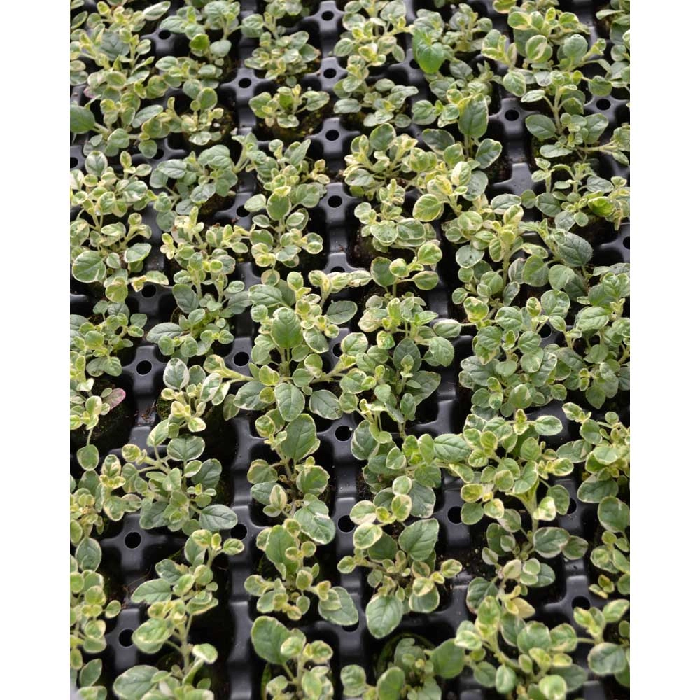 Oregano / Panta® - 3 planten in kluit