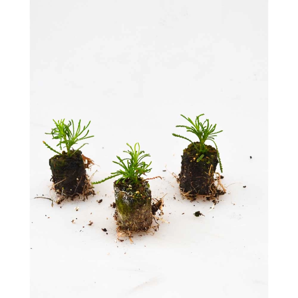 Erba di olivo / Olivia - Santolina viridis - 3 piante in zolla