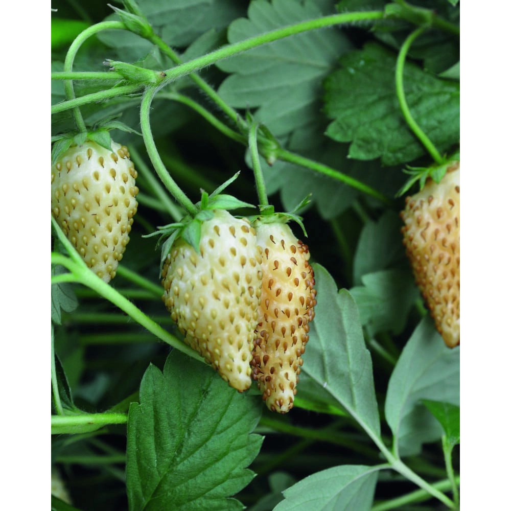 Wild Strawberry / Tubby® White - Fragaria vesca - Rosaceae