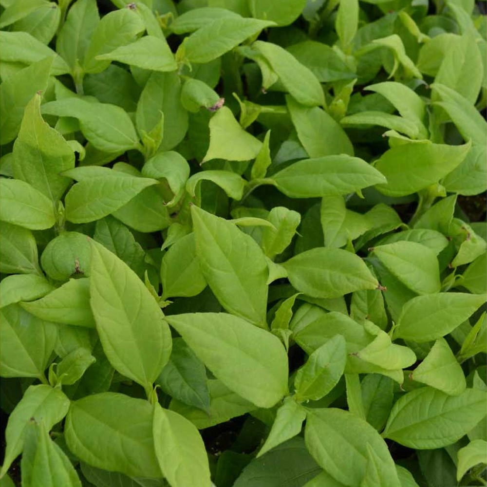 Topinambur / Papas® - 3 rośliny w bryle korzeniowej