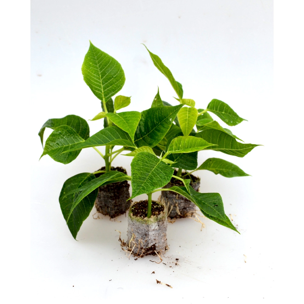 Weihnachtsstern / Q-ismas® Oak - 3 Pflanzen im Wurzelballen