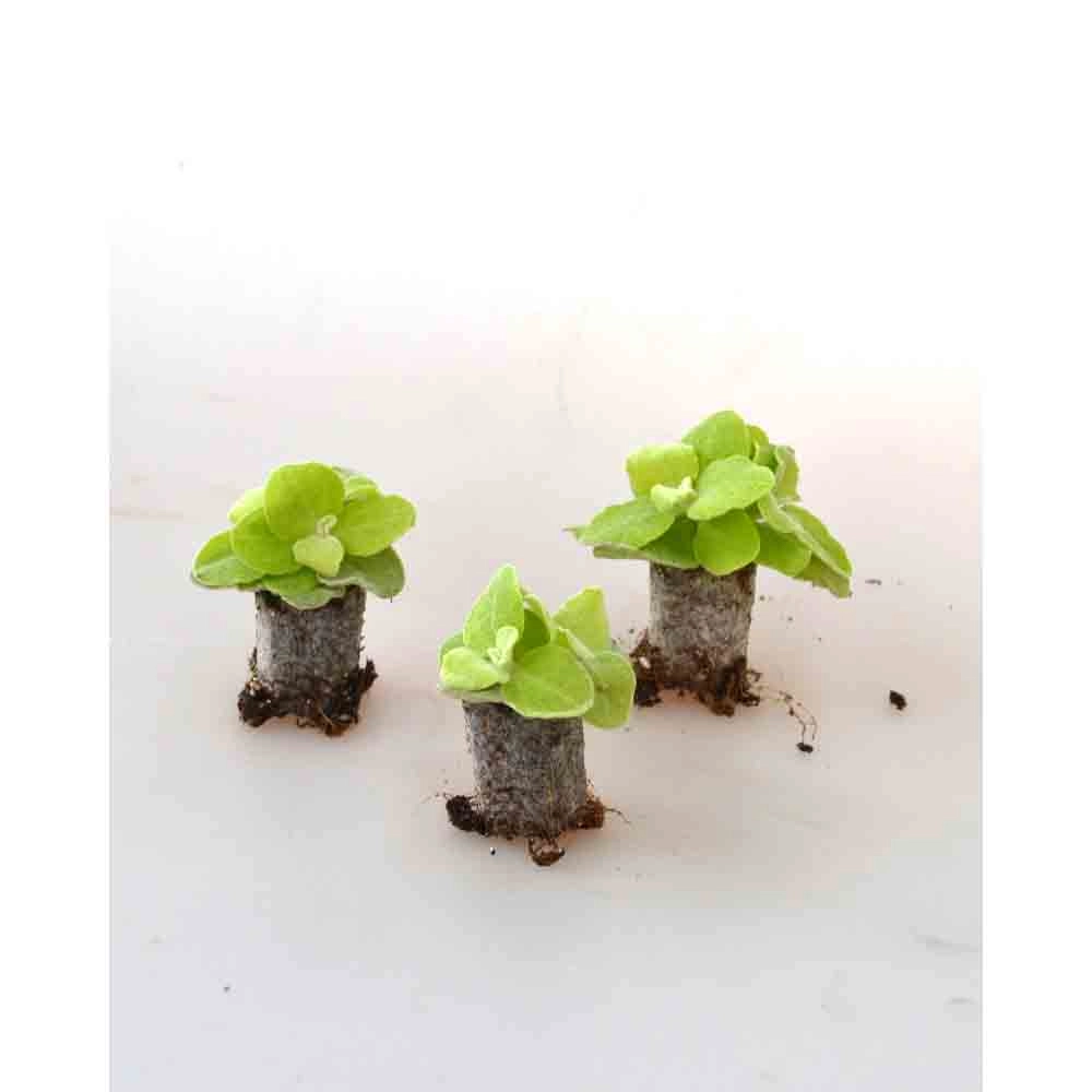 Currykruid - Goud / Helichrysum petiolare - 3 planten in kluit