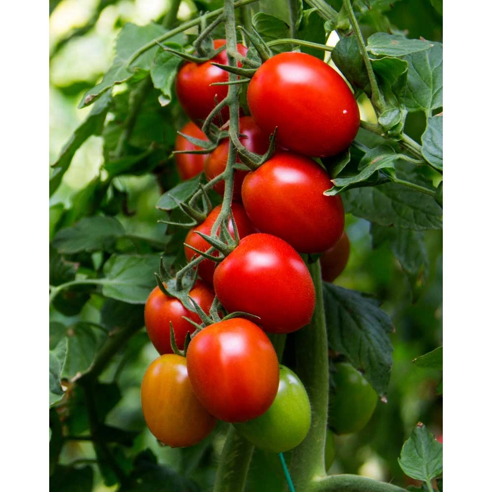 Pomidor / Pomidor jajeczny - 1 bryła korzeniowa XXL
