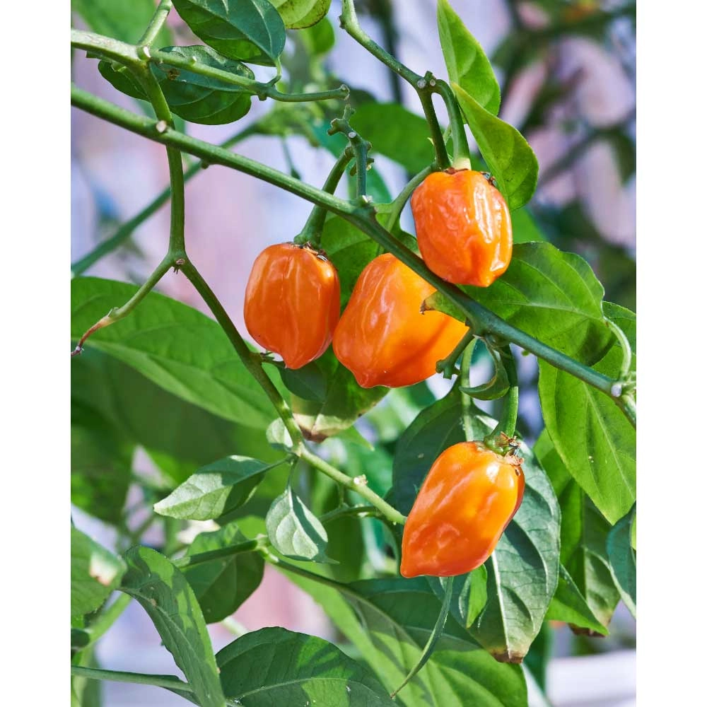 Chili / Habanero - Calita® Orange - 3 rośliny w bryle korzeniowej