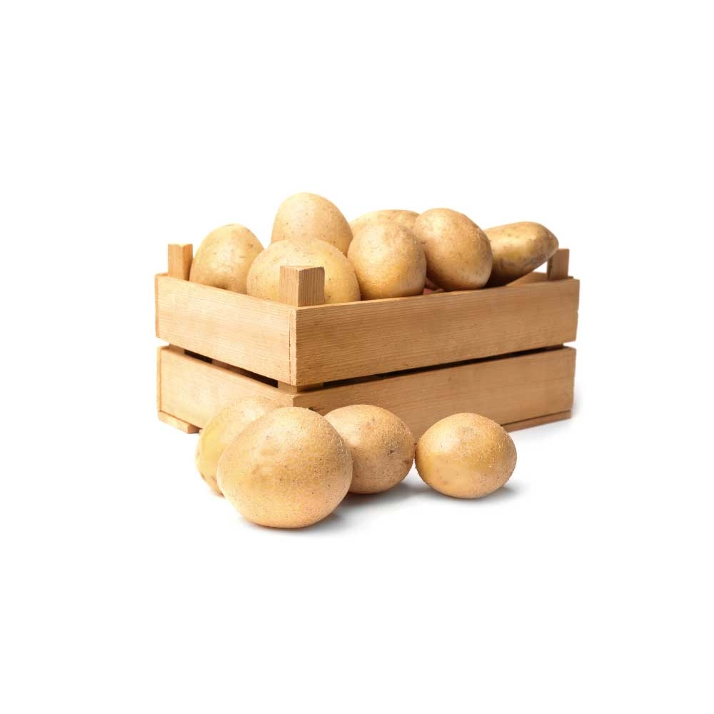 Potato plant / Adessa® F1 - 3 plants in root ball