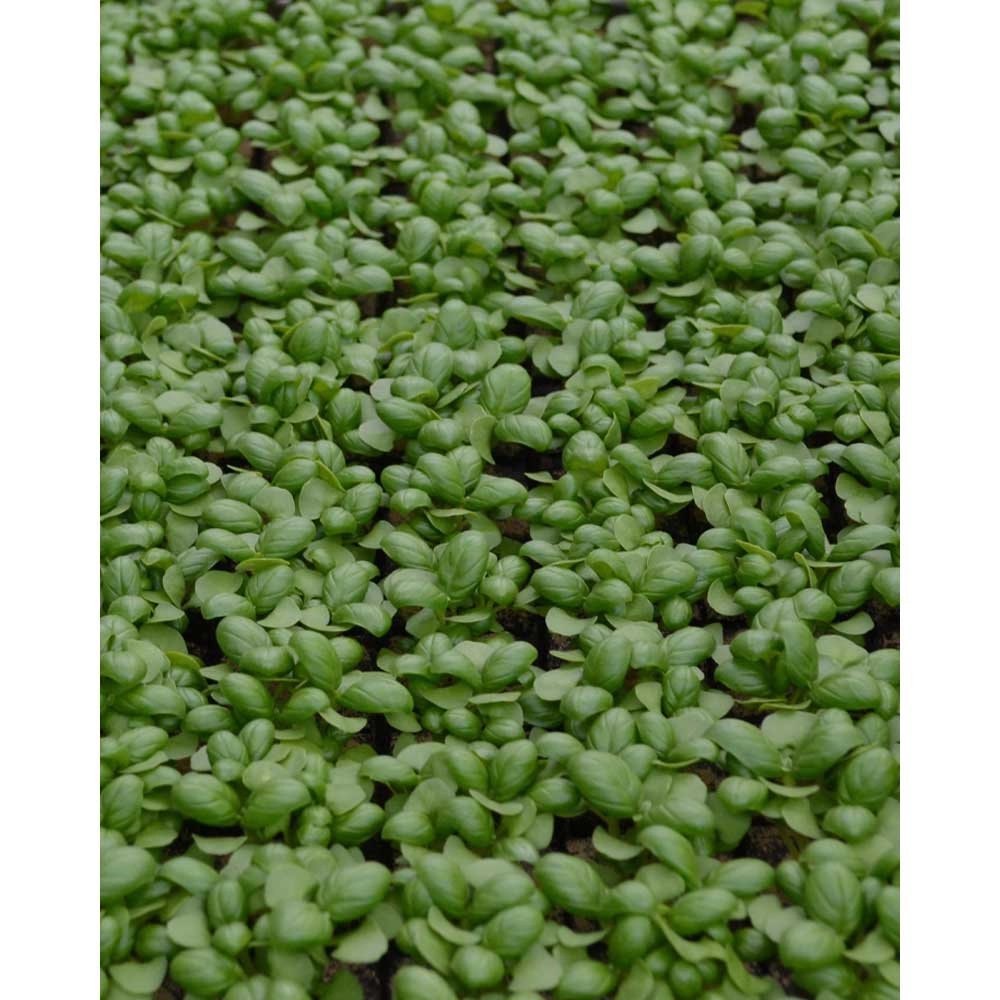 Basilikum / grüner - 6 Pflanzen im Wurzelballen
