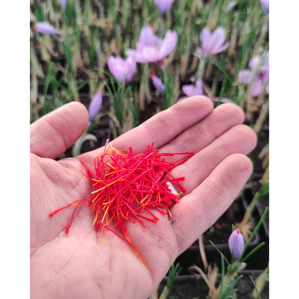 Safran / Crocus sativus - 1 Topfpflanze