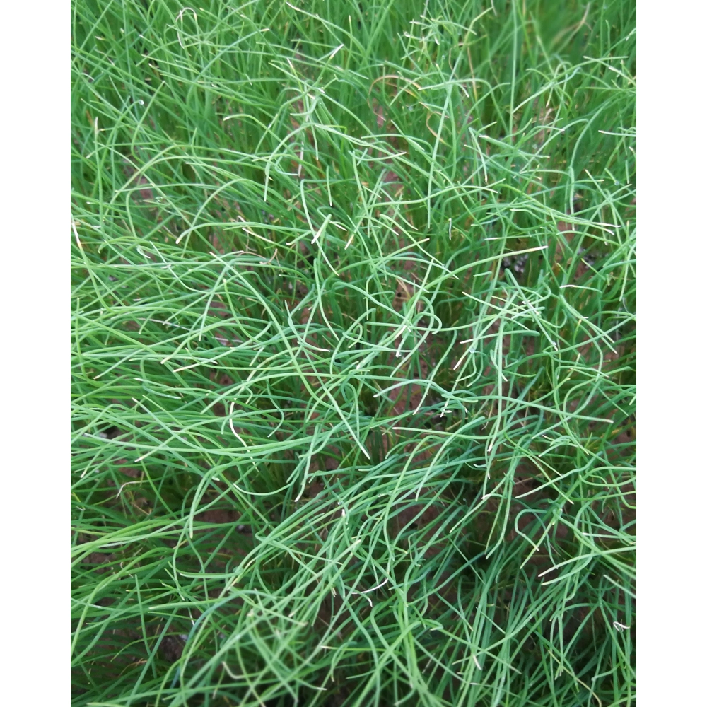 Erba cipollina - 6 piante in zolla