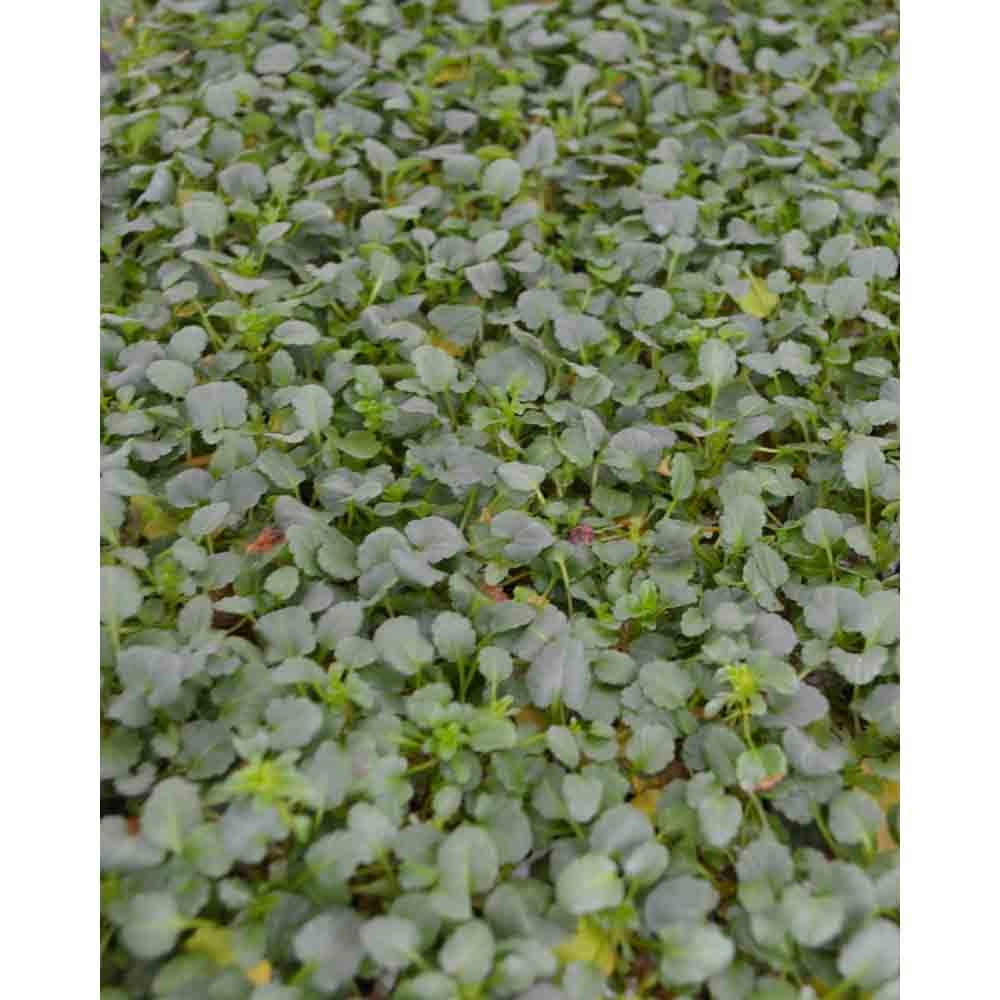 Viola 4er Mix Basic / Twix® F1 - 3 rośliny w bryle korzeniowej