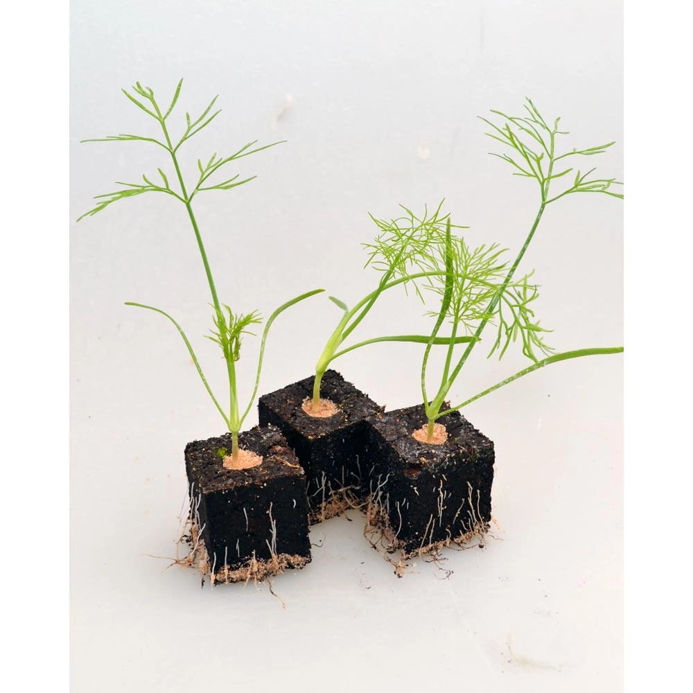 Tuberous fennel / Fino - various quantities