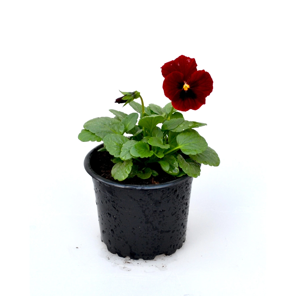Stiefmütterchen - Dunkelrot / Viola - 1 Pflanze im Topf