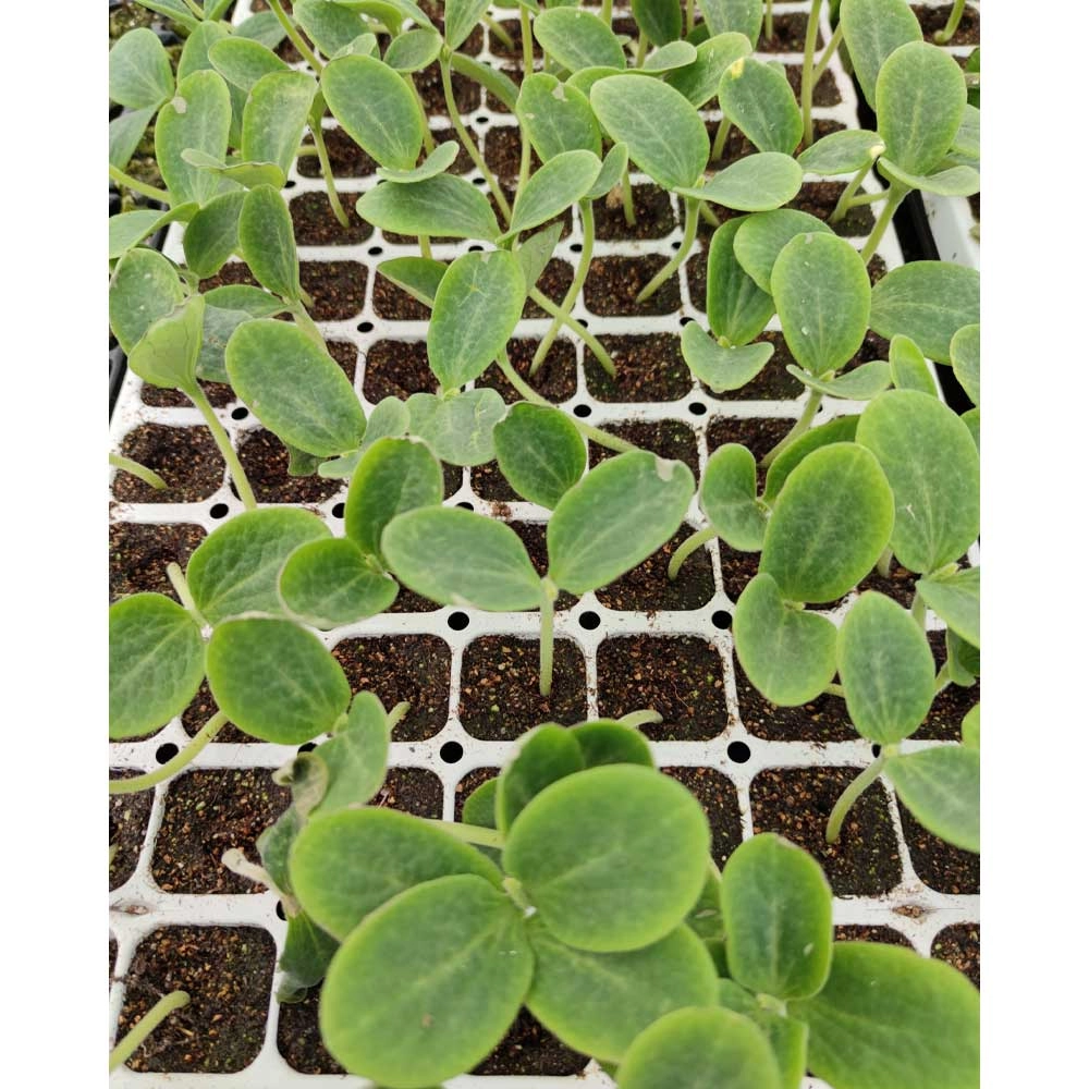 Calabaza / Moscatel de Provenza - 3 plantas en cepellón