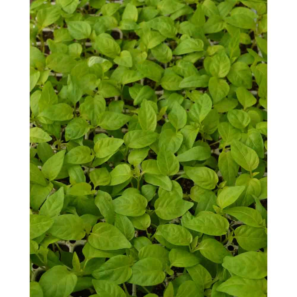 Pimientos en bloque / Beluga® Lilac F1 - 3 plantas en cepellón