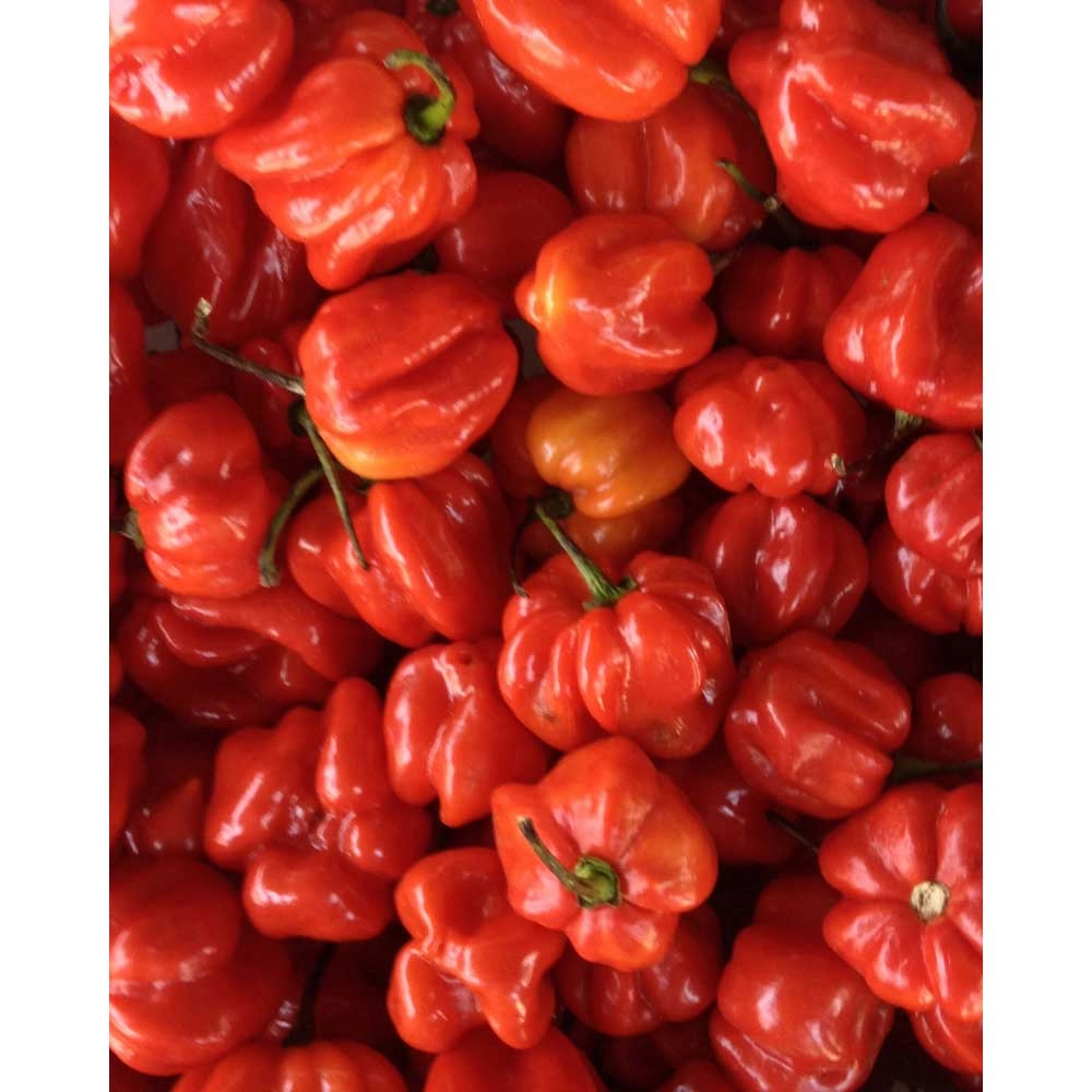 Chili / Habanero - Calita® Red - 3 piante in zolla