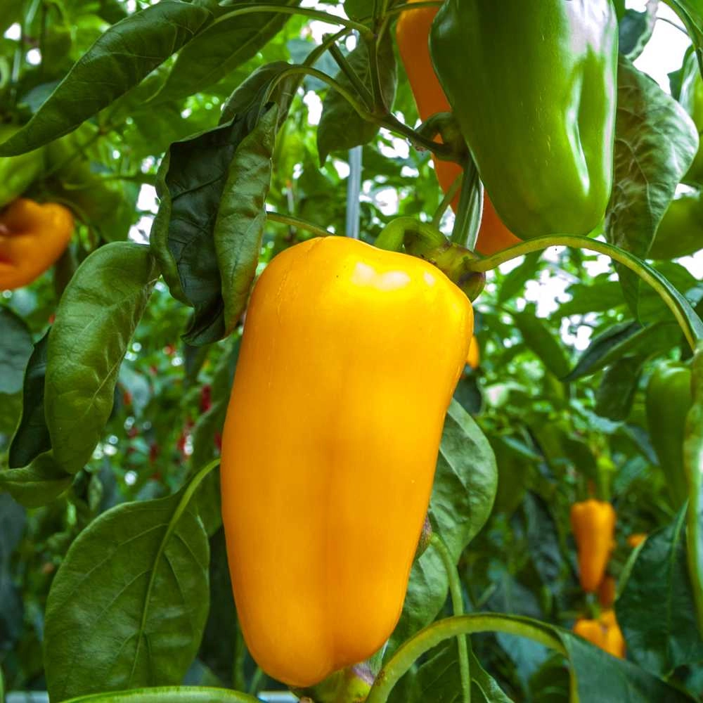 Sweet peppers / Puszta gold - 30 seeds