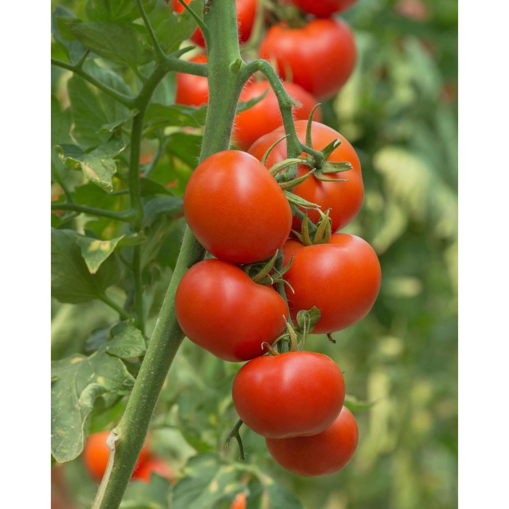 Pomidor winoroślowy - 1 bryła korzeniowa XXL