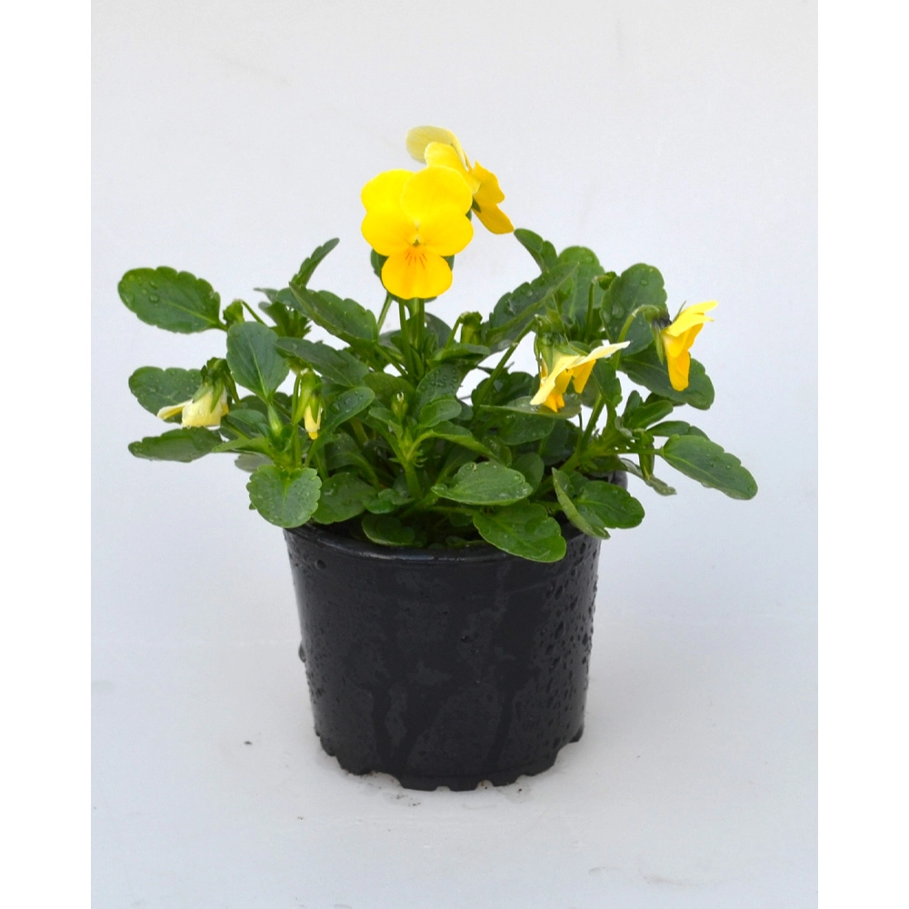 Pansy - Yellow / Viola - 1 plant in pot
