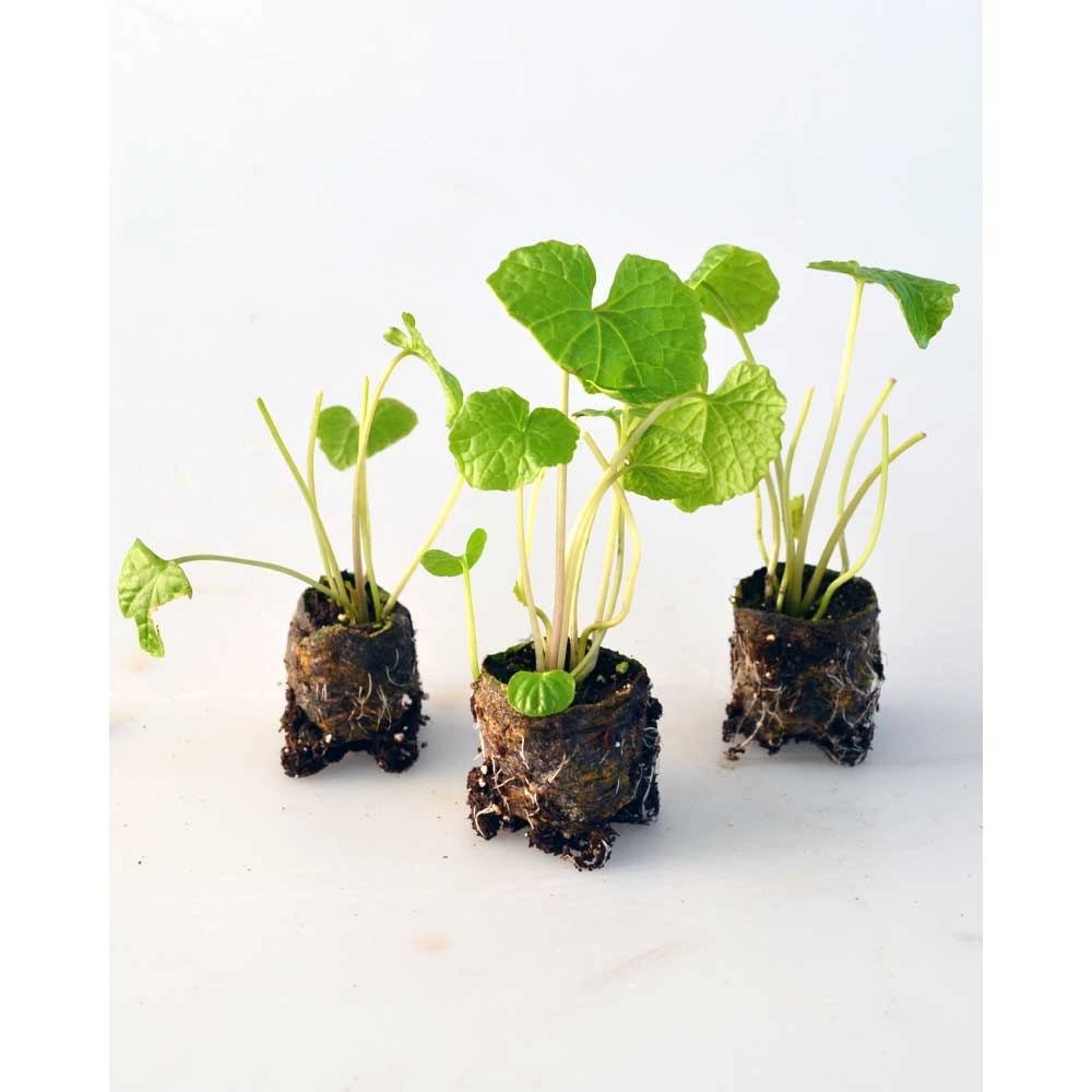 Wasabi / Mephisto® Groen - 3 planten in kluit