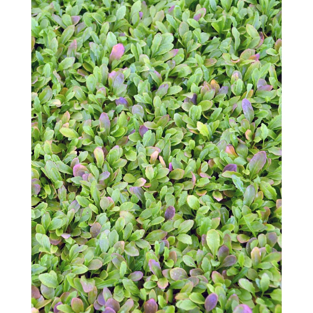 Rucola - Eruca sativa - Brassicaceae - diverse hoeveelheden
